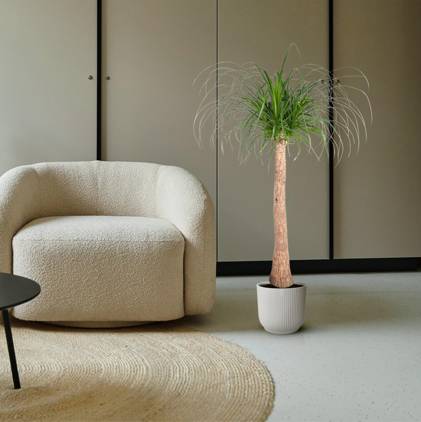 Elefantenfuß - Beaucarnea Stamm - 120 cm - ø32