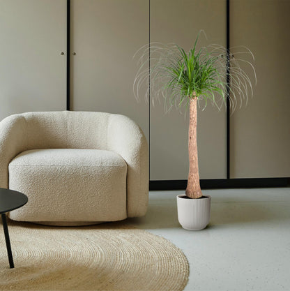 Elefantenfuß - Beaucarnea Stamm - 120 cm - ø32