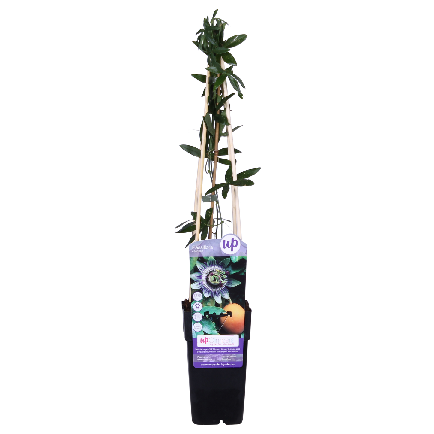 Passiflora Blau caerulea - Ø15cm - ↕65cm