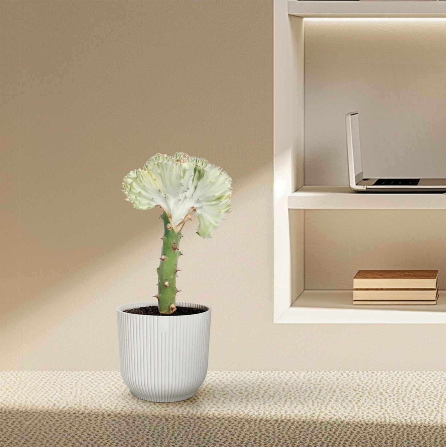 Euphorbia lactea Cristata weiß - 30 cm - ø10,5