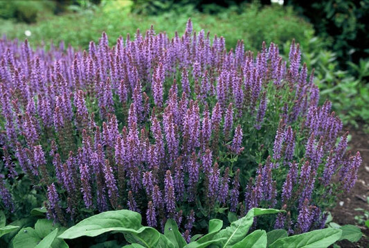 6x Salvia nem. 'Caradonna' - ↕10-25cm - Ø9cm