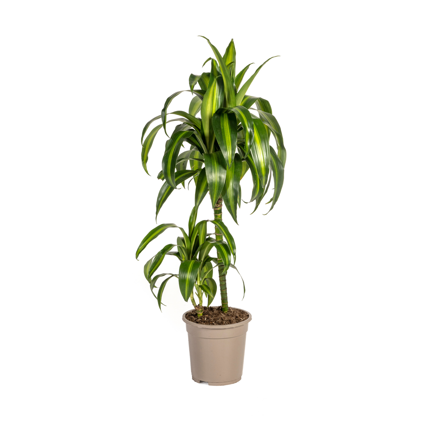 Drachenbaum - Dracaena Deremensis Hawaiian Sunshine Ø19cm - ↕70 - 90cm
