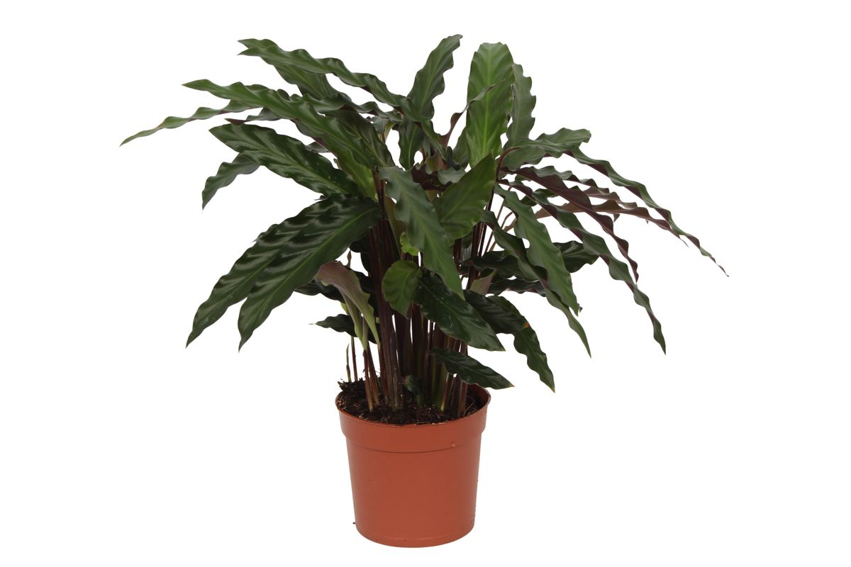 Korbmarante - Calathea Elgergras - 70cm - Ø17cm