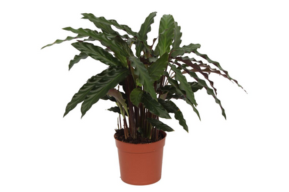 Korbmarante - Calathea Elgergras - 70cm - Ø17cm