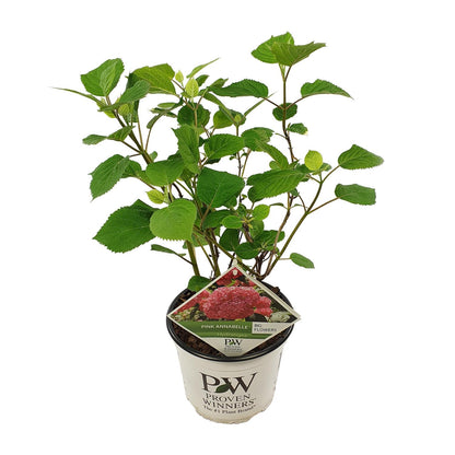 Endlose Hortensie - Hydrangea arbo. 'Pink Annabelle' - Ø19cm - ↕30cm