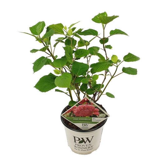 Endlose Hortensie - Hydrangea arbo. 'Pink Annabelle' - Ø19cm - ↕30cm