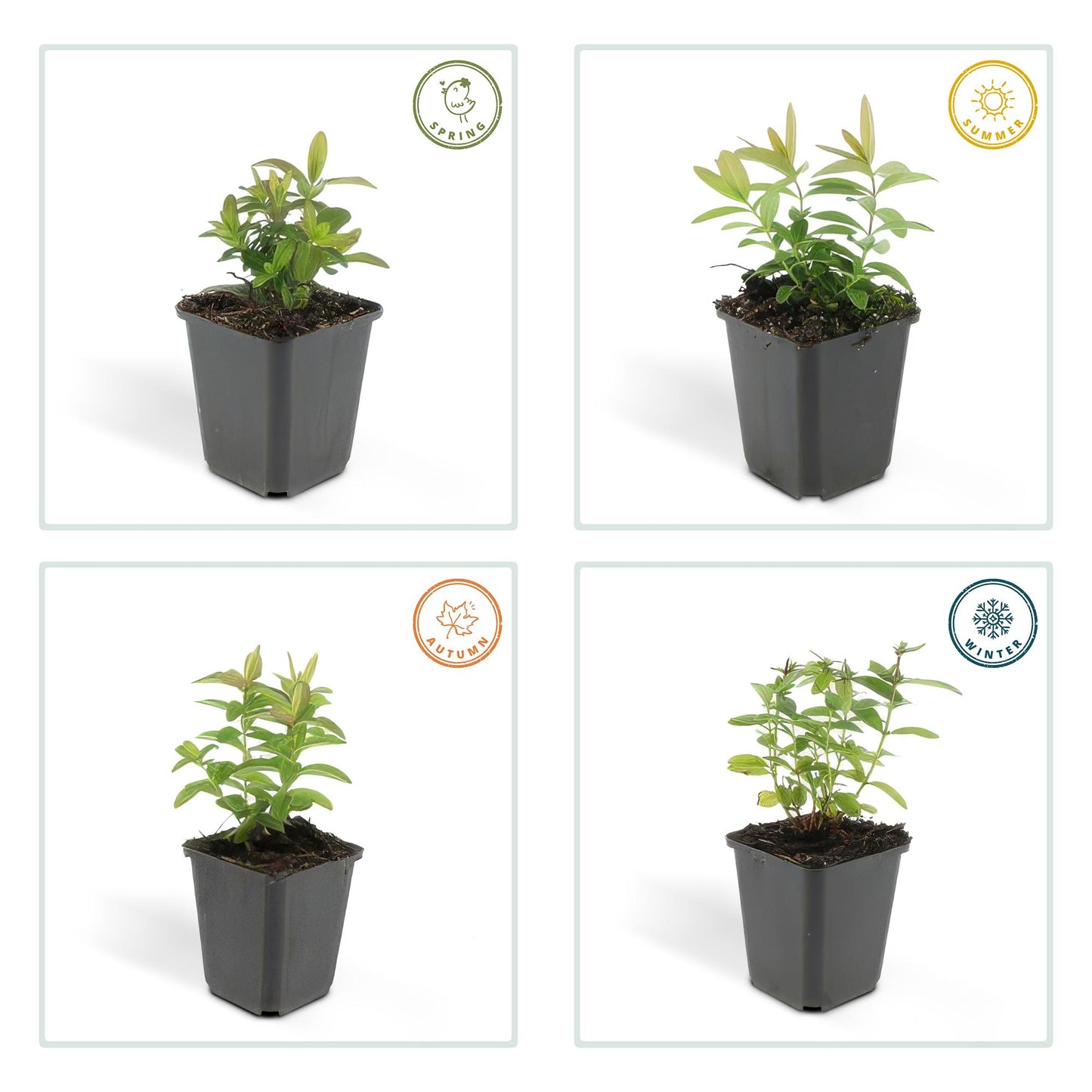 6x kelchiges Johanniskraut - Hypericum calycinum - ↕10-25cm - Ø9cm