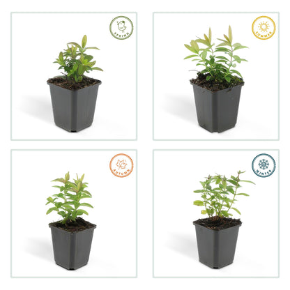 6x kelchiges Johanniskraut - Hypericum calycinum - ↕10-25cm - Ø9cm