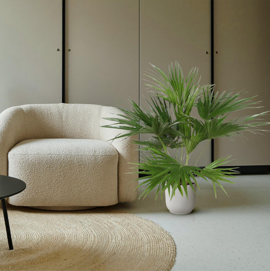 Chinesische Schirmpalme - Livistona Chinensis - 150 cm - ø24