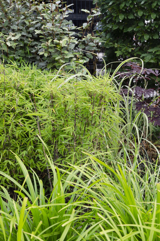 3x - Carex morrowii 'Irish Green' - ↨30cm - Ø14