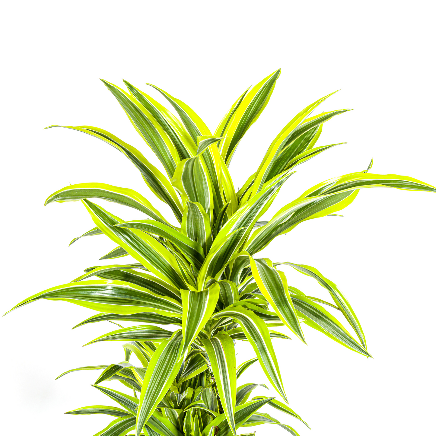 Drachenbaum - Dracaena Deremensis Lemon Lime Ø24cm - ↕130 - 150cm
