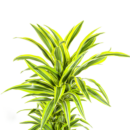 Drachenbaum - Dracaena Deremensis Lemon Lime Ø24cm - ↕130 - 150cm