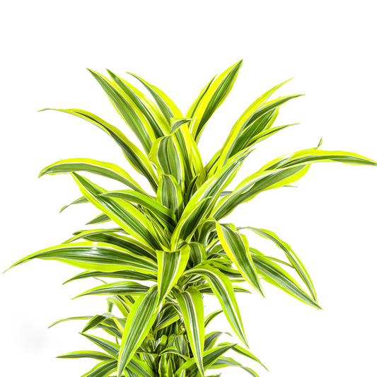 Drachenbaum - Dracaena Deremensis Lemon Lime Ø24cm - ↕130 - 150cm