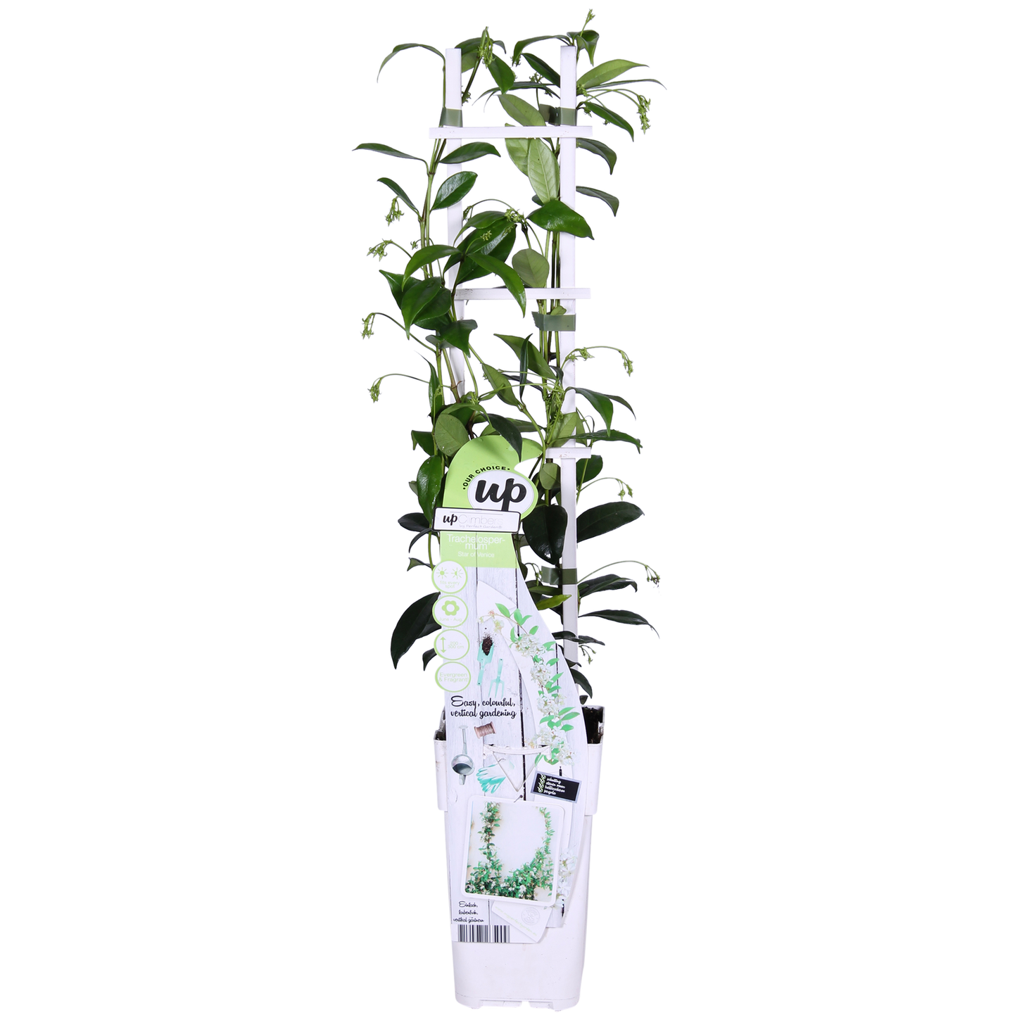 weißer Stern Jasmin - Trachelospermum 'Star of Venice' - Ø15cm - ↕65cm