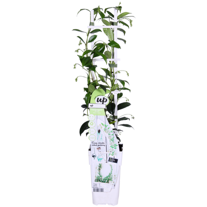 weißer Stern Jasmin - Trachelospermum 'Star of Venice' - Ø15cm - ↕65cm