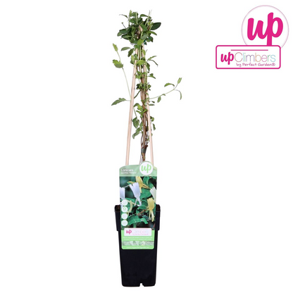 Japanisches Geißblatt - Lonicera japonica 'Halliana-'  Ø15cm - ↕65cm