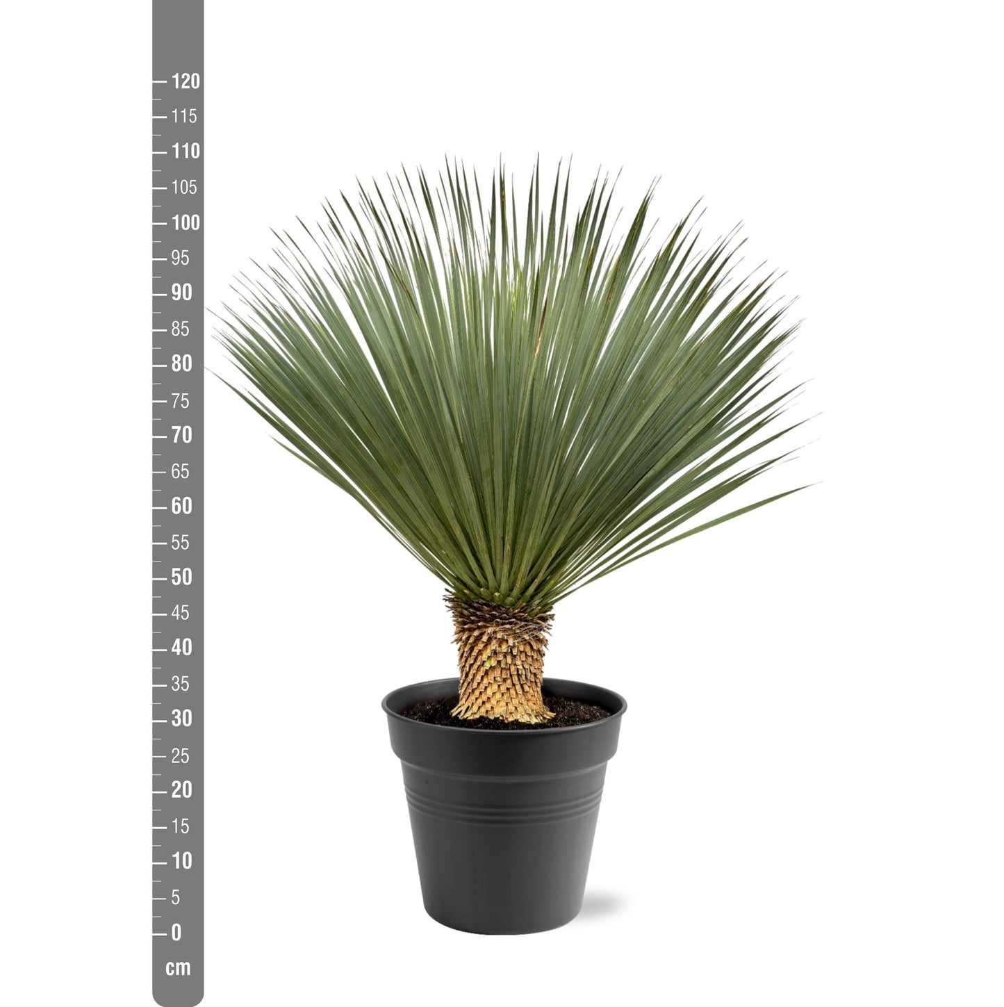 Yucca Rostrata - 100 - 120 cm - Ø40