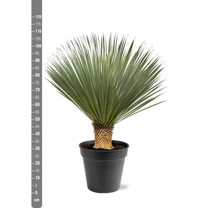 Yucca Rostrata - 100 - 120 cm - Ø40