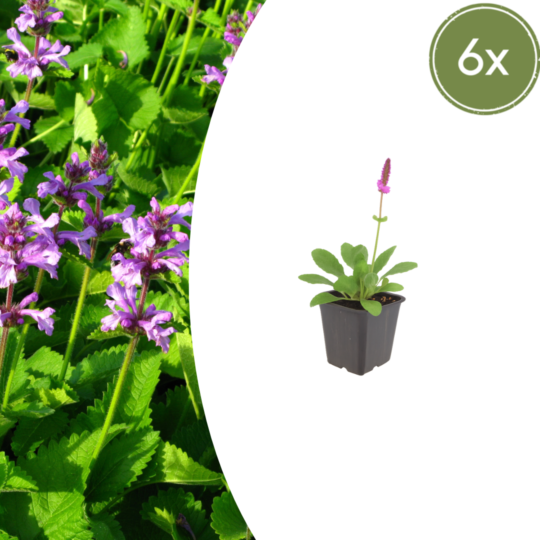 6x dichtblütiger Ziest - Stachys mon. 'Hummelo' - ↕10-25cm - Ø9cm