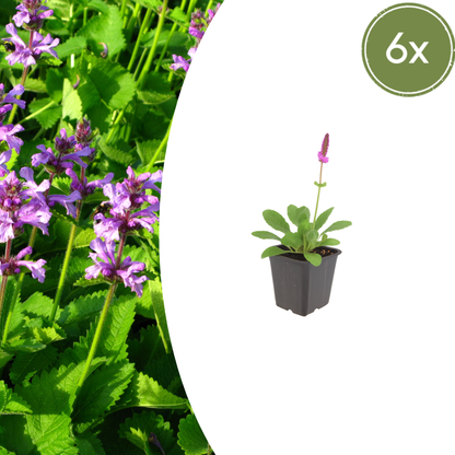 6x dichtblütiger Ziest - Stachys mon. 'Hummelo' - ↕10-25cm - Ø9cm