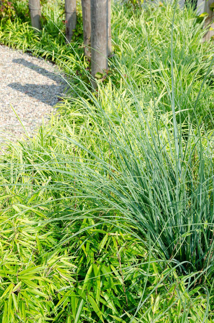 Fargesia rufa - Ø29cm - ↕80cm - Ø19 - ↨60cm