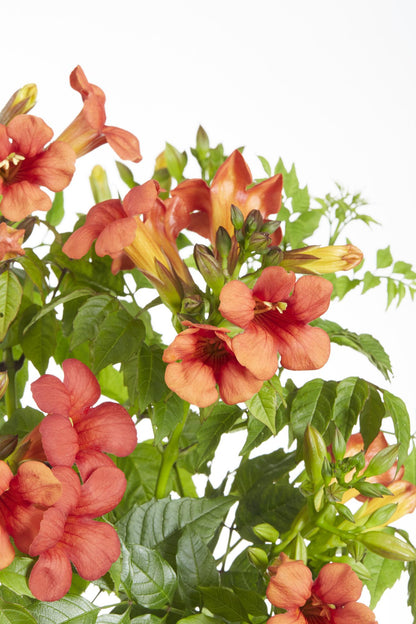 2x Trompetenkletterer - Campsis Summer Jazz 'Fire Trumpet' - ↨65cm - Ø15