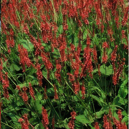 6x Persicaria amplexicaulis - ↕10-25cm - Ø9cm