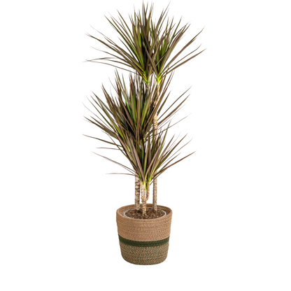Drachenbaum - Dracaena Marginata Magenta mit Korb Ø21cm - ↕110 - 130cm