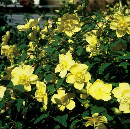 6x Hypericum 'Hidcote' - ↕10-25cm - Ø9cm