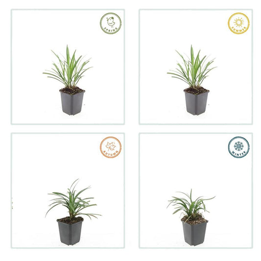 6x Liriope muscari 'Ingwersen' - ↕10-25cm - Ø9cm