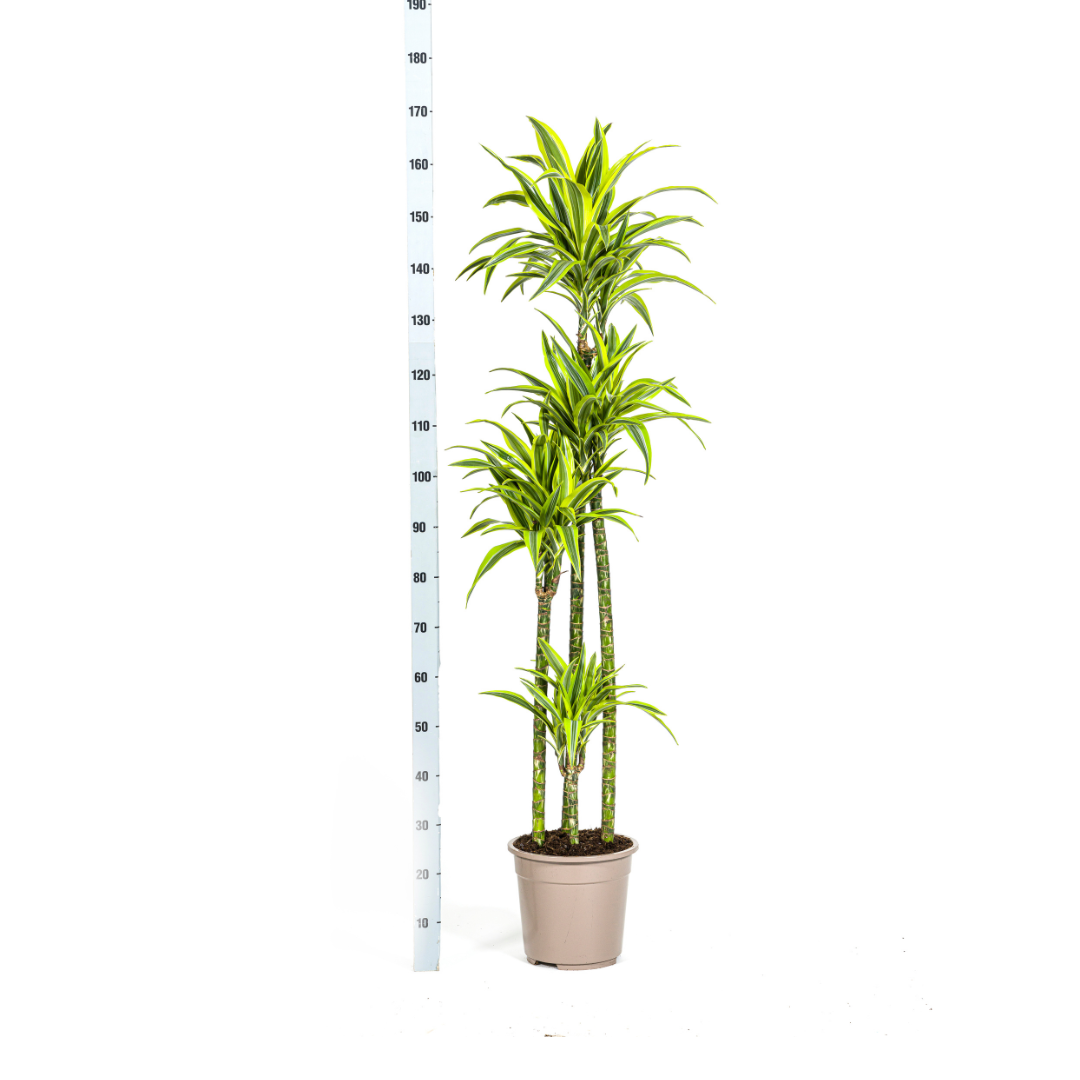 Drachenbaum - Dracaena Deremensis Lemon Lime- Ø27cm - ↕170 - 190cm