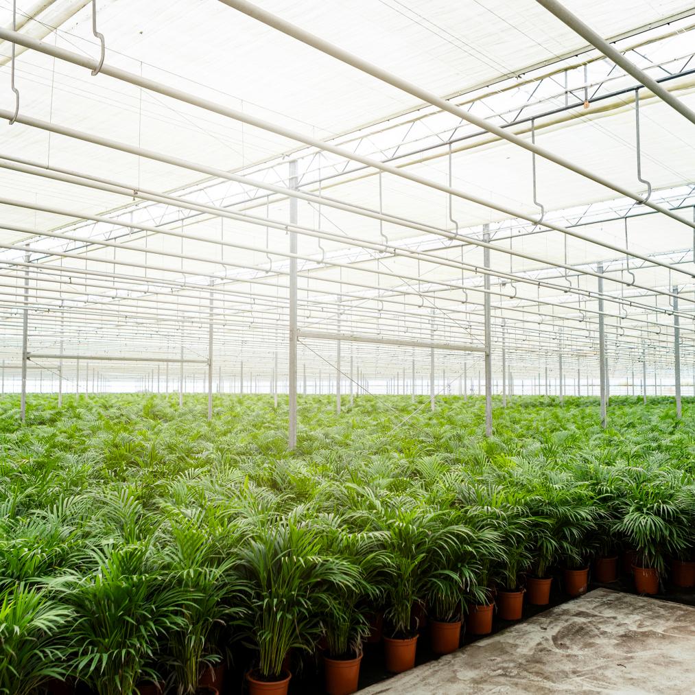 Areca-Palme Zimmerpalme - Ø21cm - ↕100cm