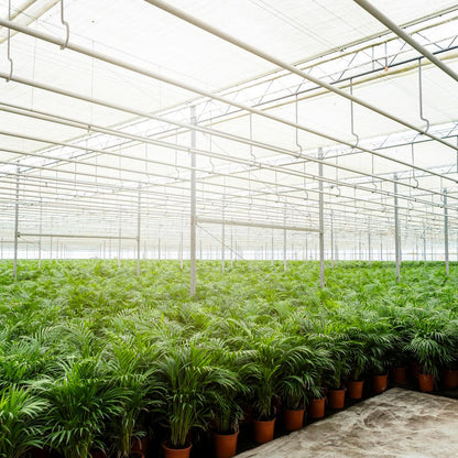 Areca-Palme Zimmerpalme - Ø21cm - ↕100cm