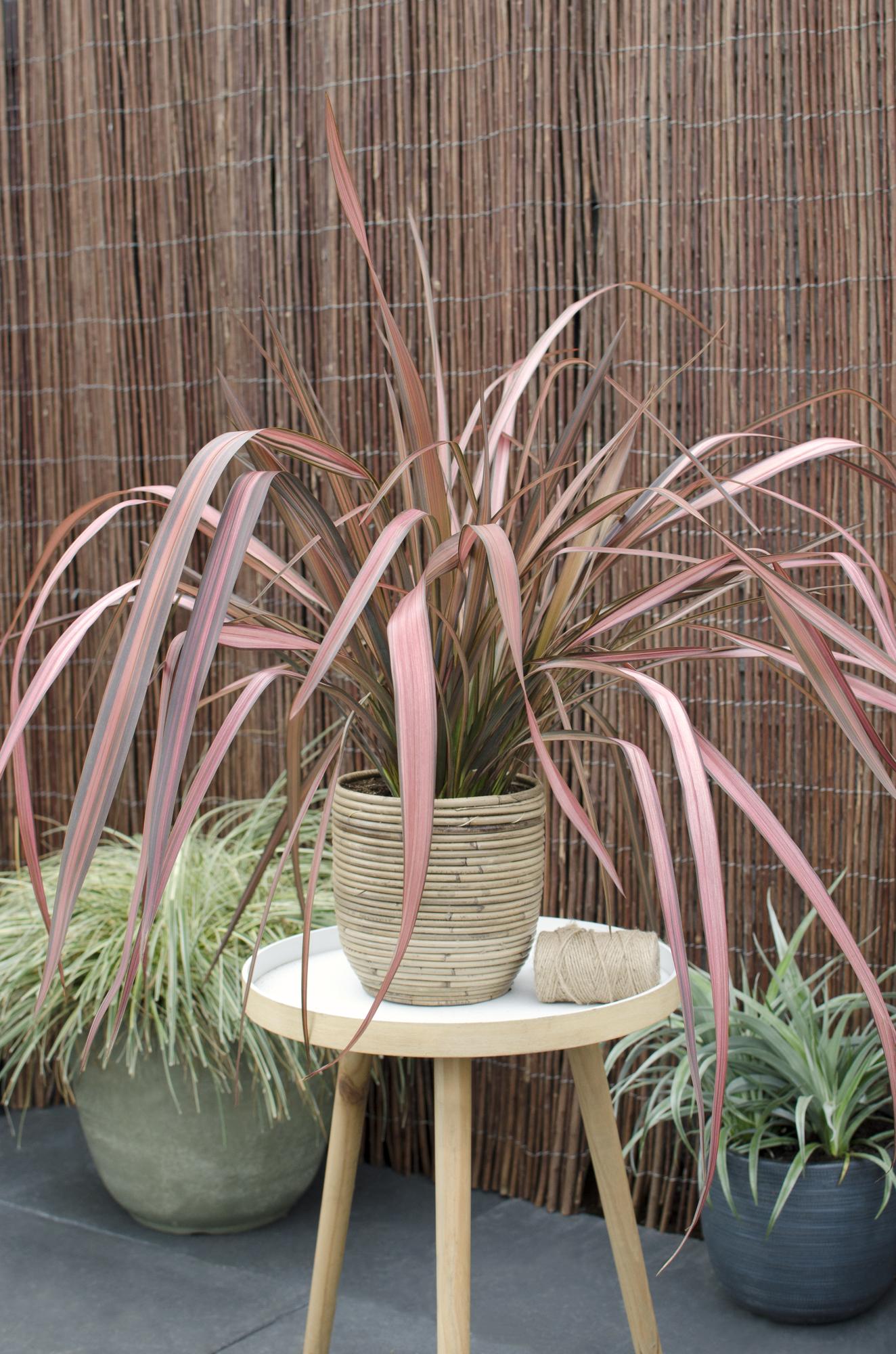 Phormium 'Pink Flamingo' - Ø14cm - ↕50cm