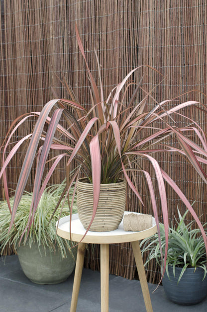 Phormium 'Pink Flamingo' - Ø14cm - ↕50cm