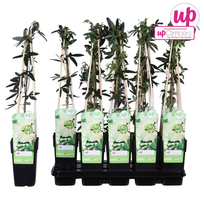 Passiflora weiß caerulea 'Constance Elliot' - Ø15cm - ↕65cm