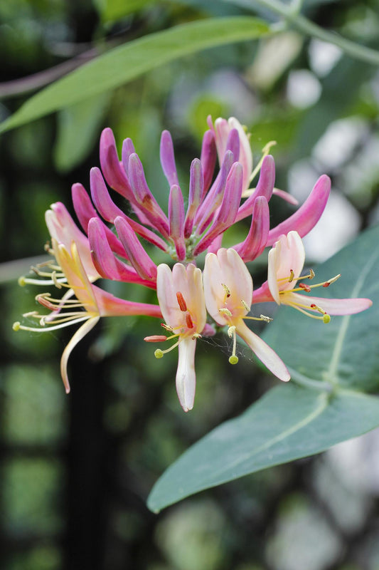 Wald-Geißschlinge - Lonicera periclymenum 'Belgica' - Ø15cm - ↕65cm