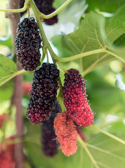 Schwarze Maulbeere - Morus nigra Mulle - Ø13cm - ↕45cm