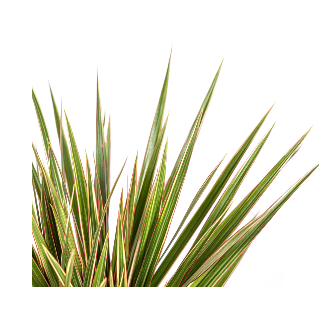 Drachenbaum - Dracaena Marginata Bicolor - Ø17cm - ↕50 - 70cm