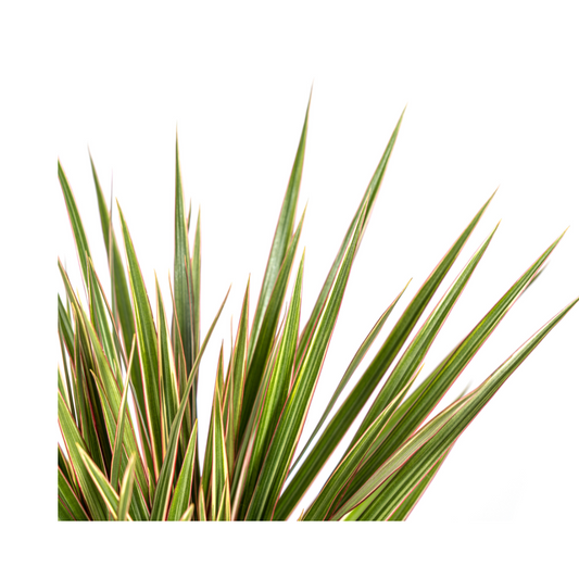 Drachenbaum - Dracaena Marginata Bicolor - Ø17cm - ↕50 - 70cm