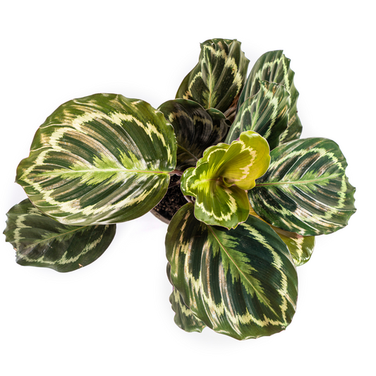 Korbmarante - Calathea Medallion - Ø17cm - ↕40 - 50cm