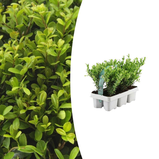6x japanische Stechpalme - Ilex crenata 'Jenny' - Ø7 cm - ↕15 cm