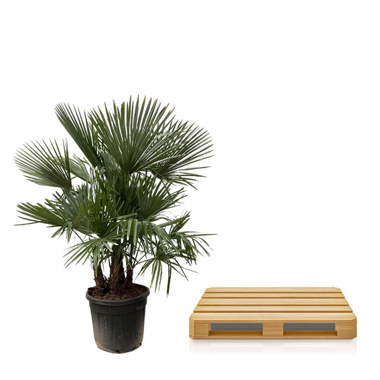 Trachycarpus Multi-Stamm - 230cm- Ø50