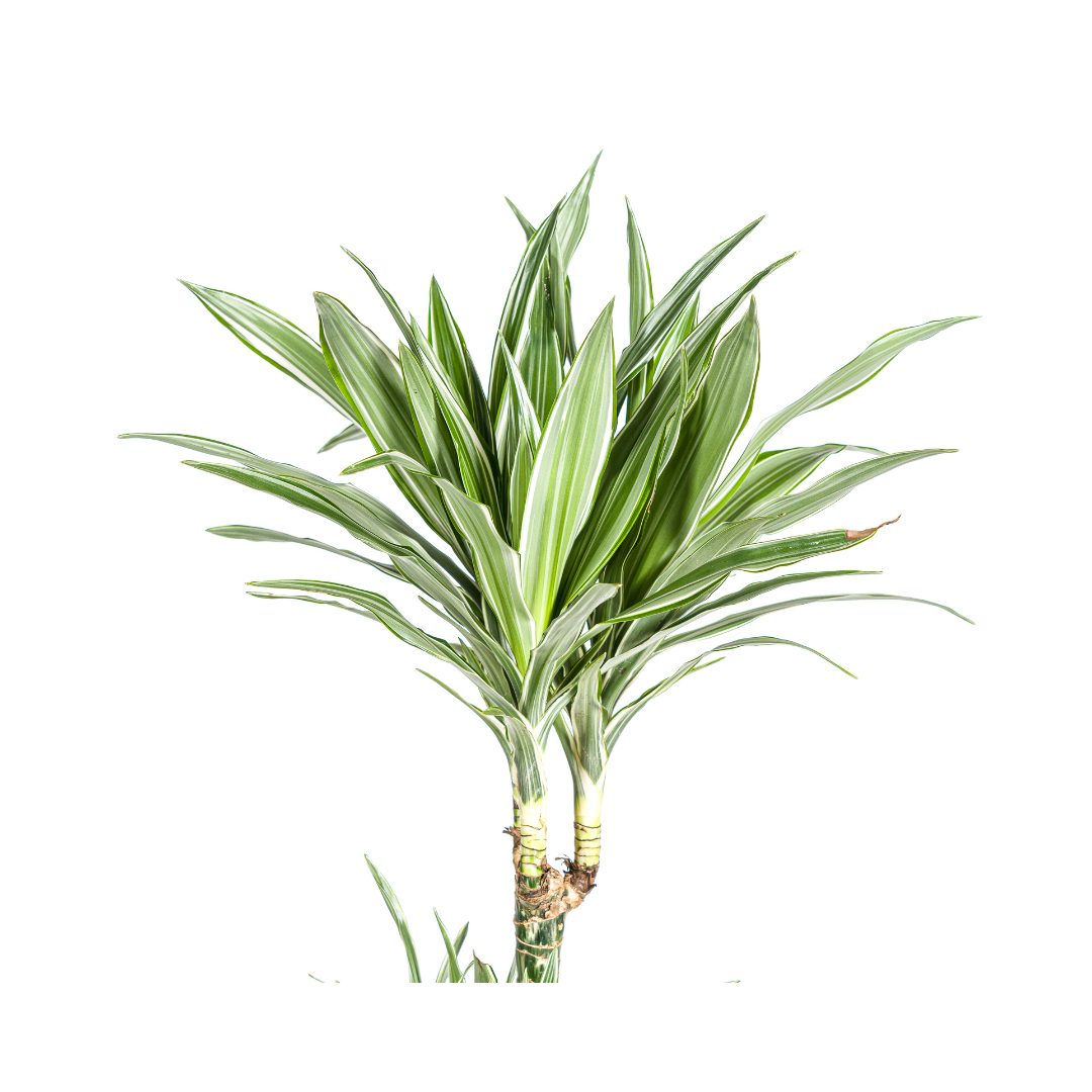 Drachenbaum - Dracaena Deremensis White Stripe Ø27cm - ↕170 - 190cm