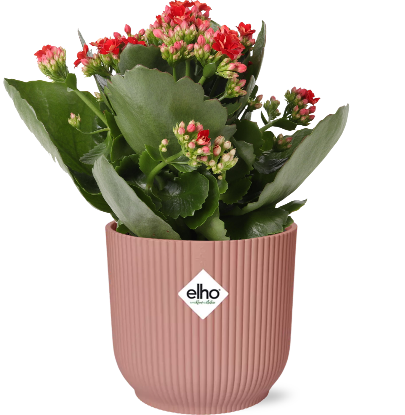 Flammendes Käthchen - Kalanchoe Rosalina Don Justino rot + Topf 14cm rosa