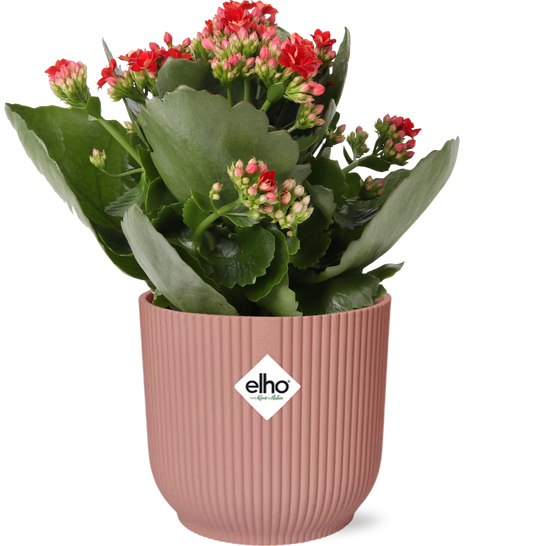 Flammendes Käthchen - Kalanchoe Rosalina Don Justino rot + Topf 14cm rosa