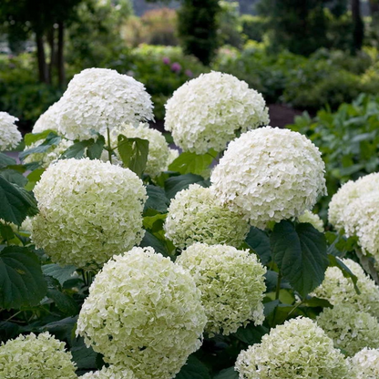 Schneeball Hortensie - Hydrangea arbo. 'Strong Annabelle' - Ø19cm - ↕30cm