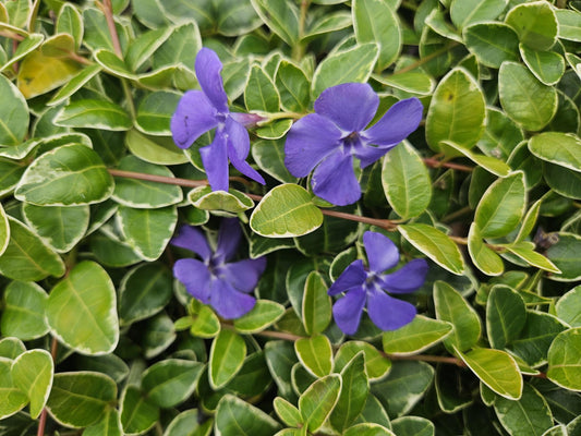6x Vinca minor 'Argenteovariegata' - ↕10-25cm - Ø9cm