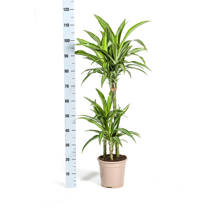 Drachenbaum - Dracaena Deremensis White Stripe mit Korb Ø21cm - ↕90 - 110cm