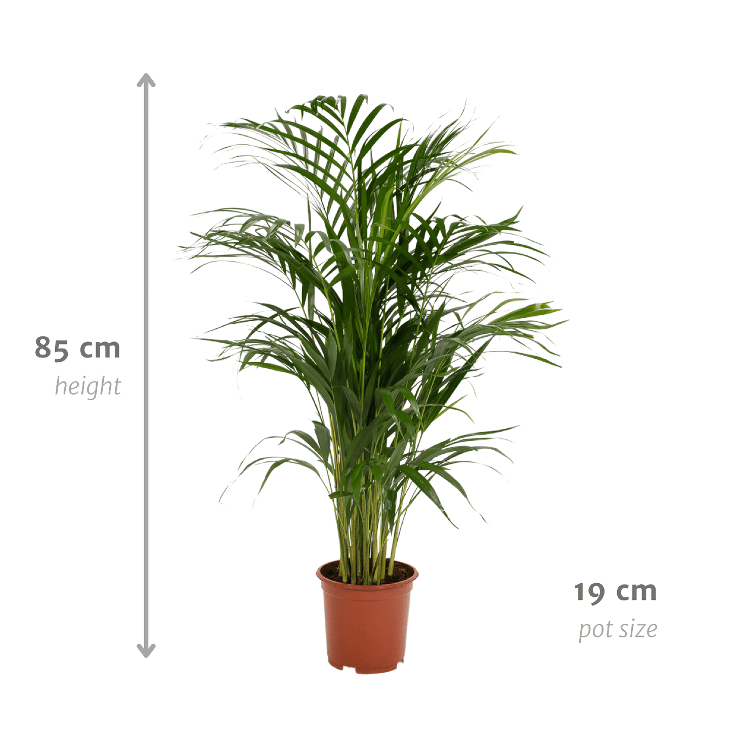 Zimmerpalme Areca-Palme - Ø17cm - ↕70cm